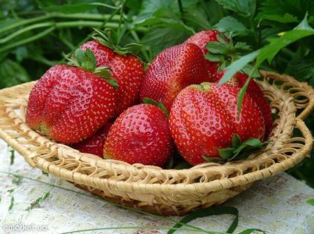 Strawberry Gigantella: rasbeschrijving