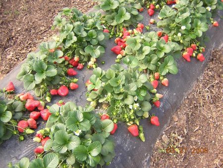 Strawberry planting in the fall: