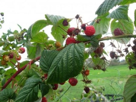 Raspberry remontant: menanam dan menjaga di tempat terbuka