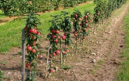 When is it best to plant seedlings of fruit trees in spring or