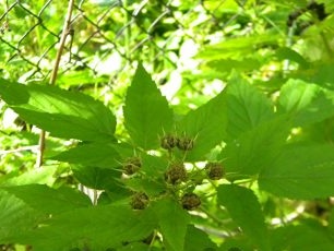 The fruits of black raspberries appear in place of flowers