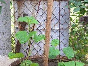 In a couple of days, the cucumbers will grab the ropes with their antennae and begin to trudge up.