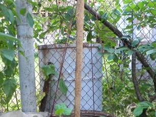 Soutien pour les concombres dans un baril