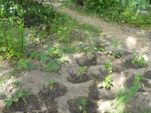 Bushes of pepper on black soil