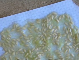 Transfer cucumber seeds to paper