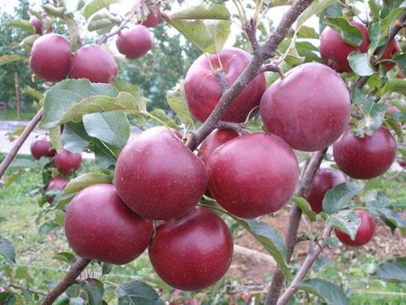 Ябълково дърво Wellsie: описание, снимка