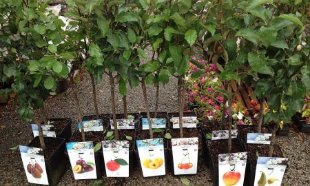 When is it better to plant seedlings of fruit trees in spring or autumn