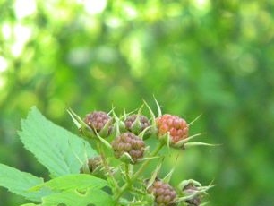 When growing black raspberries in the country, do not forget to water the bushes