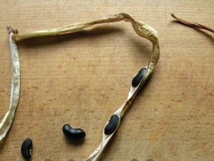 How to Collect Wigna Seeds