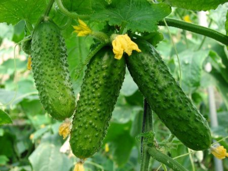 Komkommers in een kas van polycarbonaat: planten en verzorging, struikvorming