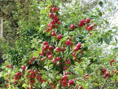 Äppelträd Medunitsa: beskrivning, foto