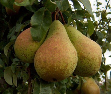Pear Just Maria: description, photo