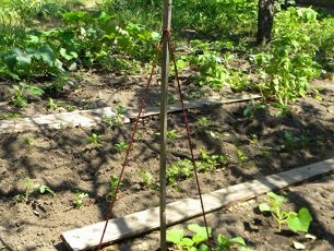 Soporte vertical para pepinos en el jardín.
