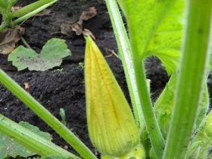 Growing and caring for squash