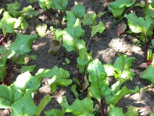 Growing beets on black soil