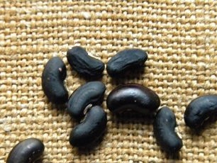 Ako zozbierať semená špargle Vigna