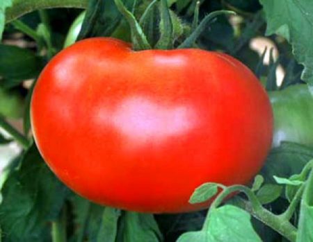 Benih tomat pilihan pemilihan Siberia: yang paling berbuah