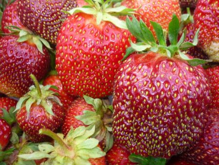 Strawberry Queen Elizabeth: popis odrůdy, fotografie, recenze