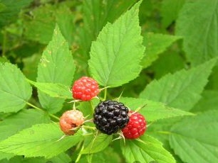 How to grow black raspberries in the country