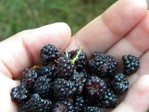 Как да отглеждаме черни малини в страната