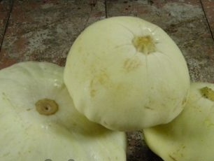 Growing squash and care