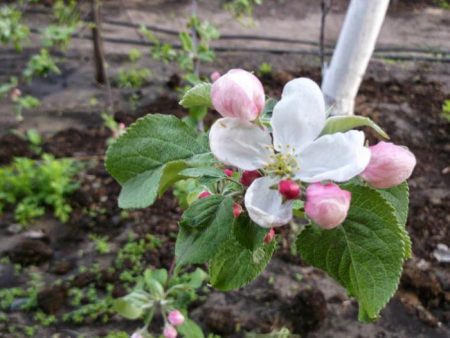 Apple tree Medunitsa: description, photo, reviews