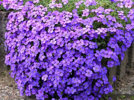 Perennial flowers for alpine hills