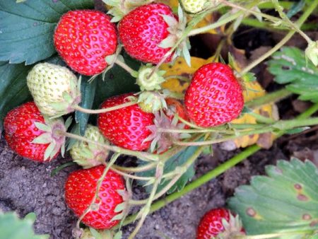 Strawberry Zenga Zengana: opis odrody, foto, recenzie