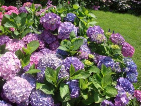 How to transplant hydrangea in the fall to a new place