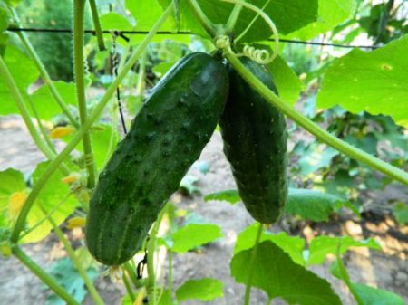 De beste variëteiten van komkommers voor open grond, beoordelingen