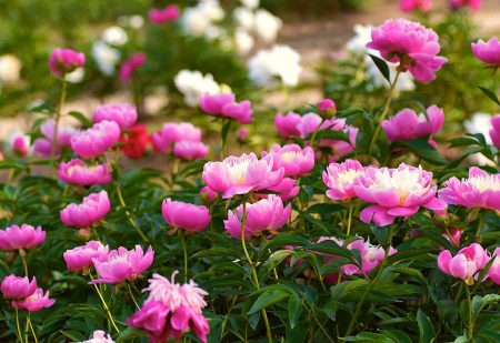 How to transplant peonies so that they bloom next year
