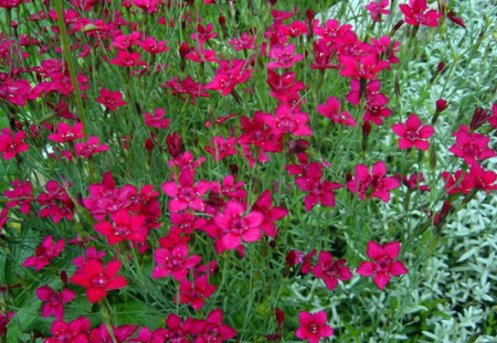 Kvety pre alpské šmýkačky trvalky: fotografie z