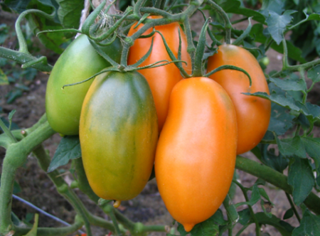 Biji tomat di pemilihan Siberia: berbuah