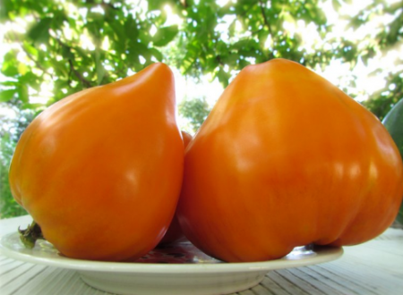 Semena rajčat: nejproduktivnější odrůdy pro rok 2017