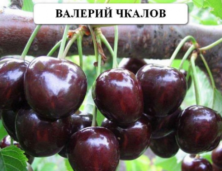 Cireșă dulce „Valery Chkalov”: descrierea soiului, recenzii