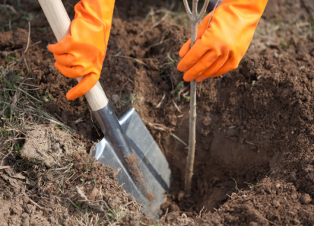 When is it better to plant seedlings of fruit trees in spring or autumn