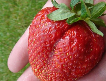 Strawberry Gigantella: descripción de la variedad, fotos, comentarios