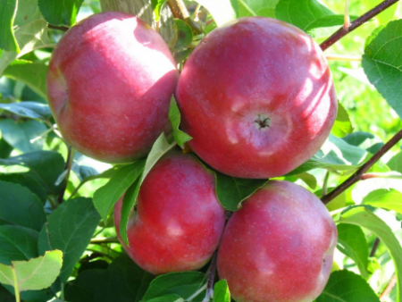 עץ תפוח לובו: תיאור, תמונה, ביקורות