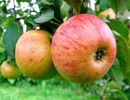 Äppelträd Medunitsa: beskrivning, foton, recensioner, landning