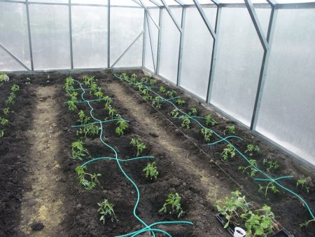 Hur man vattnar tomater efter plantering i ett växthus