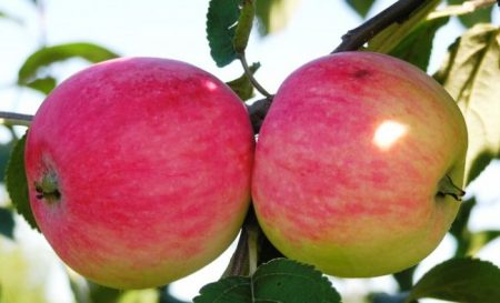 Pohon epal Melba: keterangan, foto, ulasan