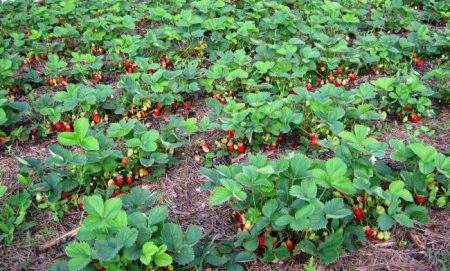 Strawberry planting in autumn