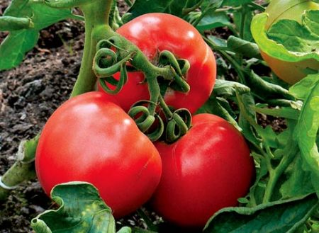 Seeds of tomatoes of Siberian selection