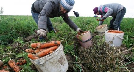 When to remove carrots from the beds for storage