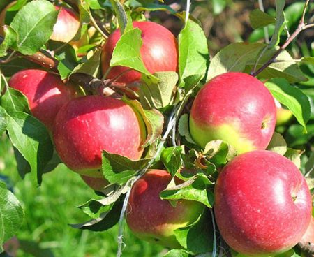 Apple tree Wellsie: descriere, fotografie, recenzii