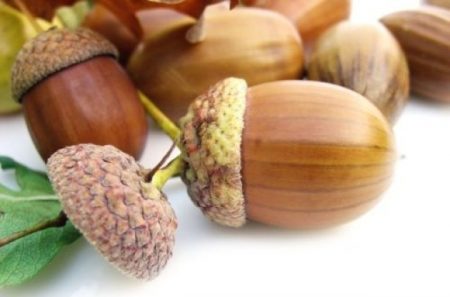 How to grow an oak from an acorn at home