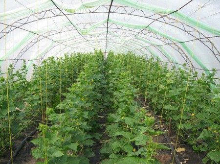 Cucumber care in the greenhouse from planting to harvest