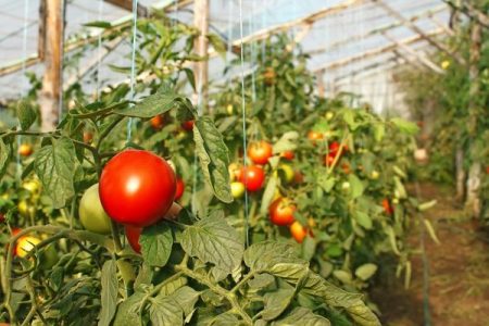 Plantar tomates en invernadero