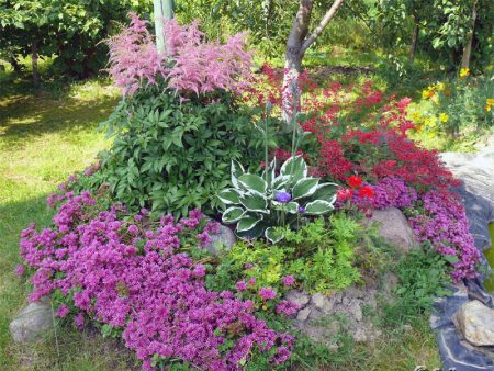 Fleurs pour plantes vivaces de collines alpines: photo avec noms