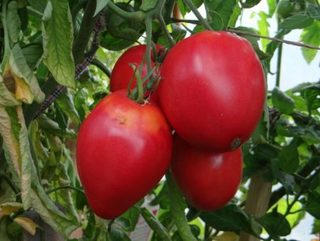Semena rajčat